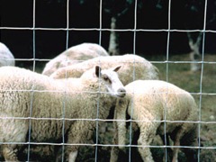 Grillage mouton ursus